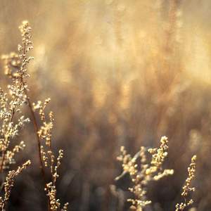 菠萝蜜一区二区三区
